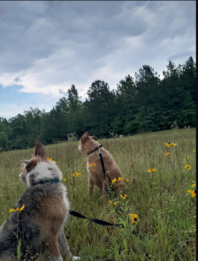 Rolling Hills Campground