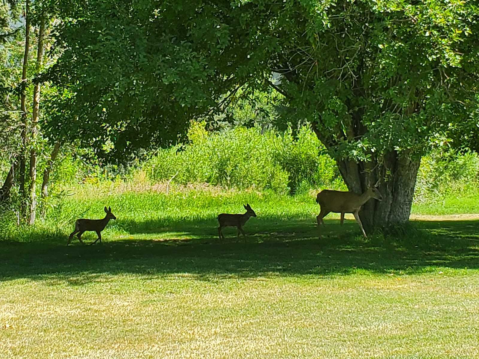 Mahogany - Wasatch Mountain State Park
