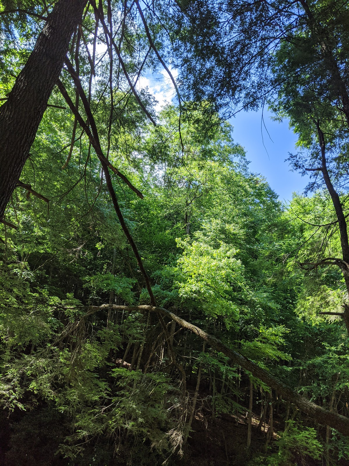 Horseshoe Rec Area NF Campground