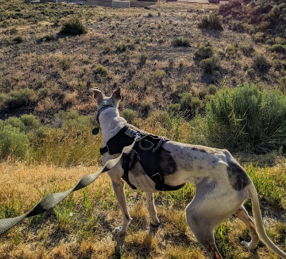 Bosch's Big Bear RV Park