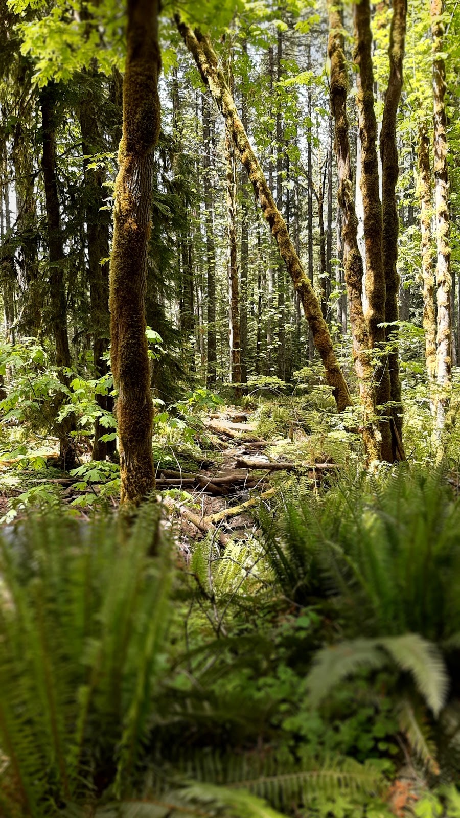 Adams Fork Campground