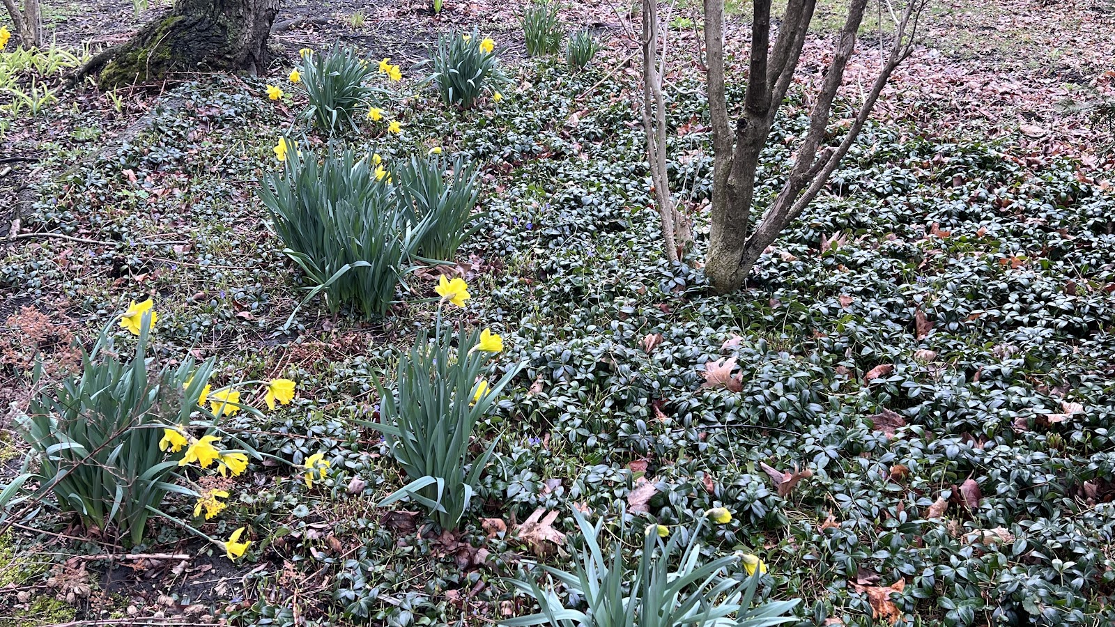 Norwood Park Dog Park