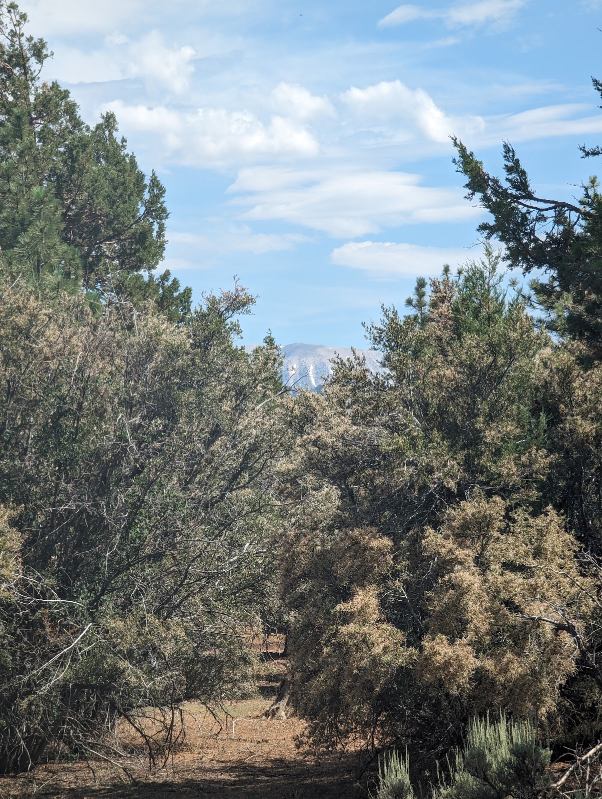 Tanglewood Group Campground