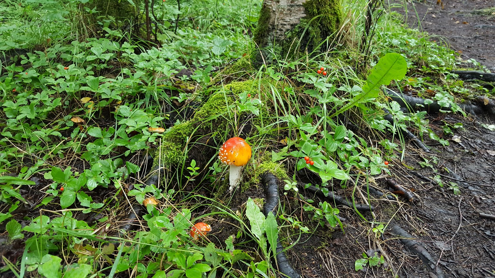 Centennial & Lions Campground