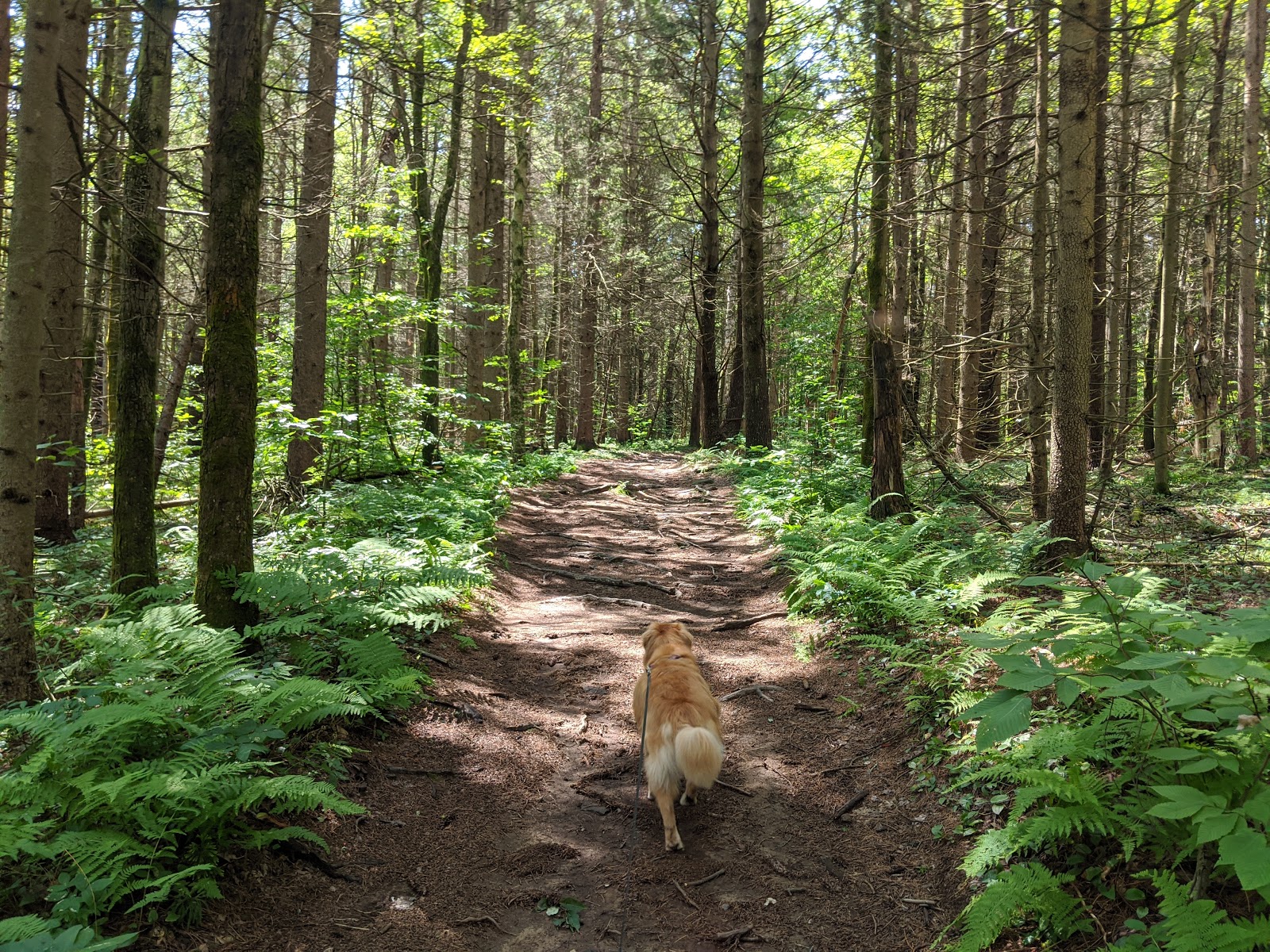 Beartown State Forest