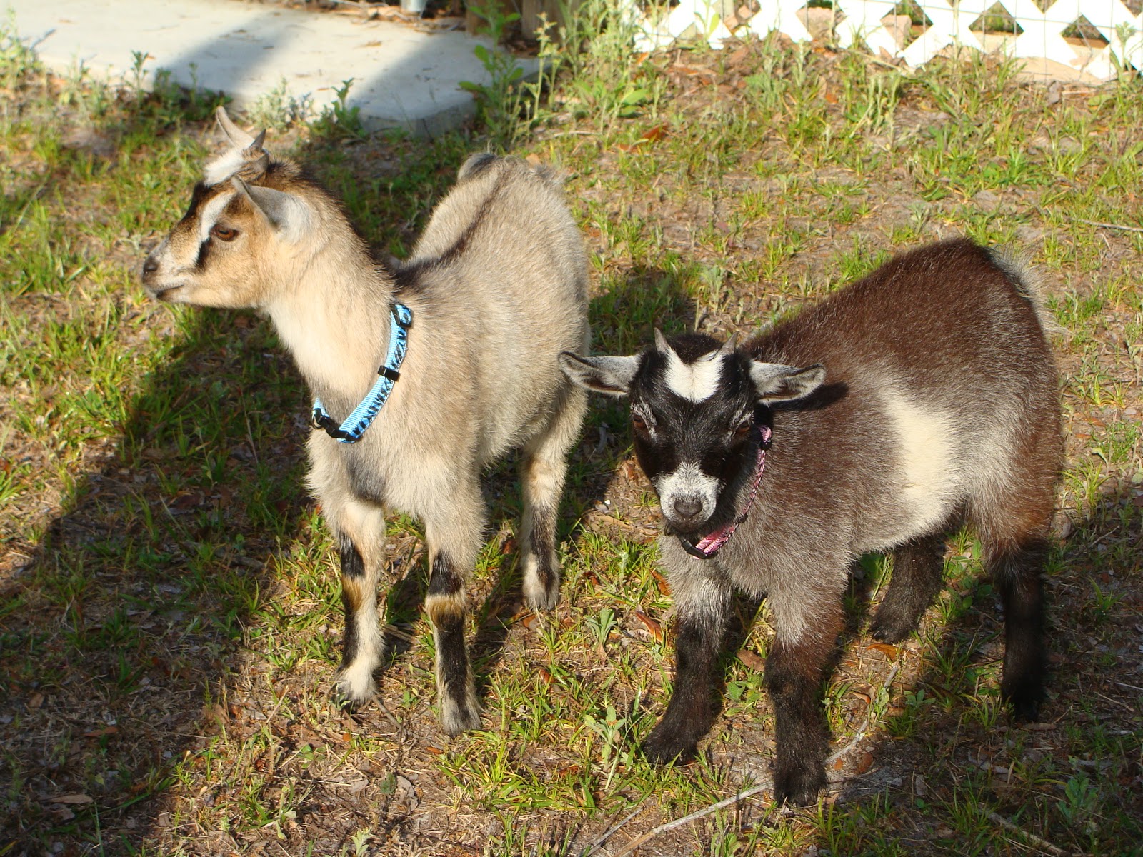 KOA Holiday Bristol-Kingsport