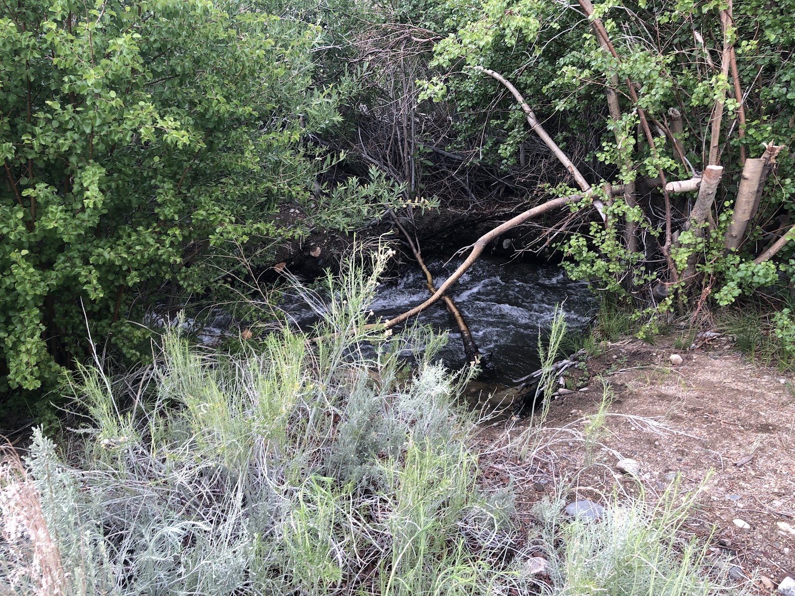 Horton Creek Campground