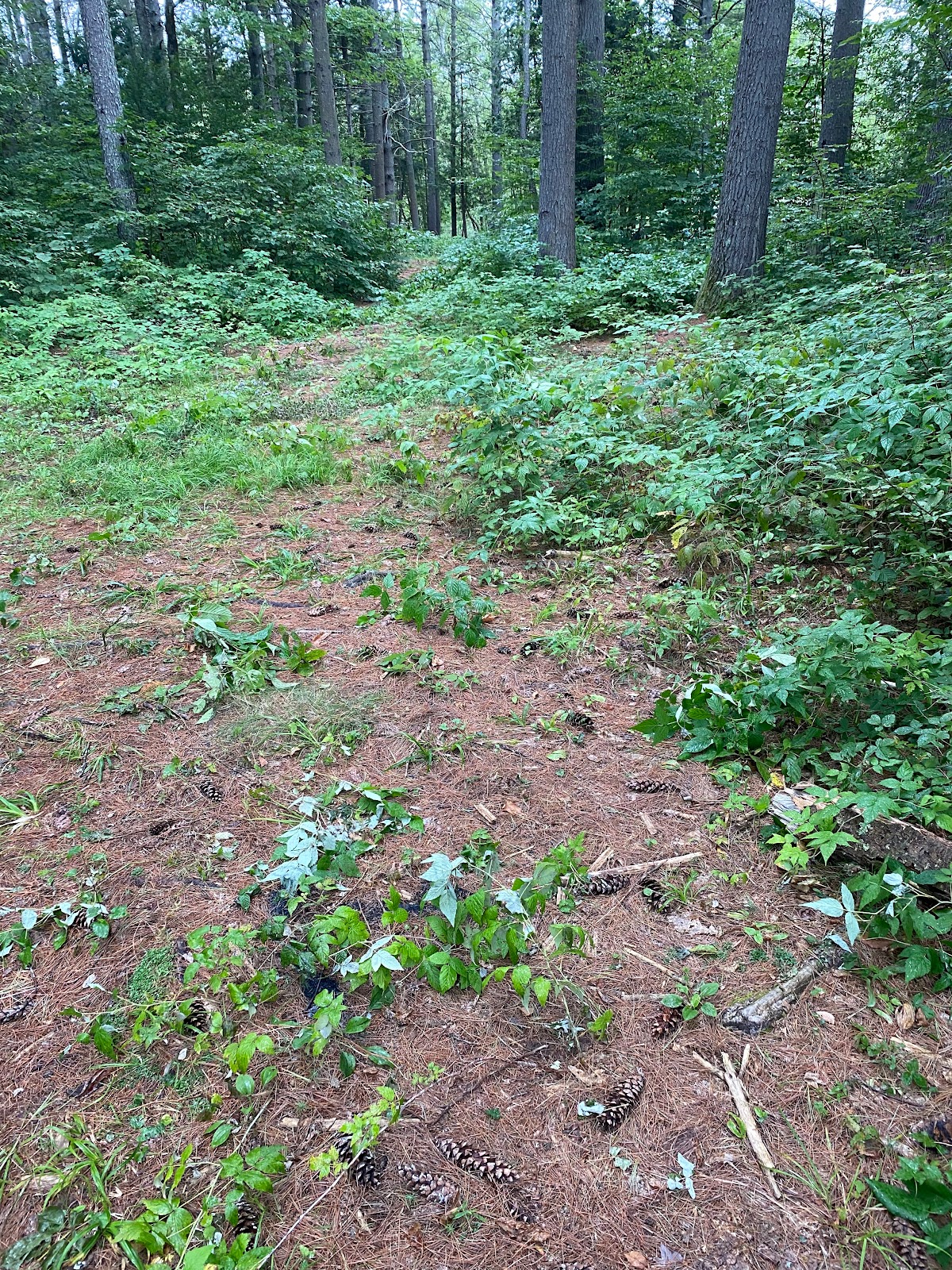 Schroon River Campsites