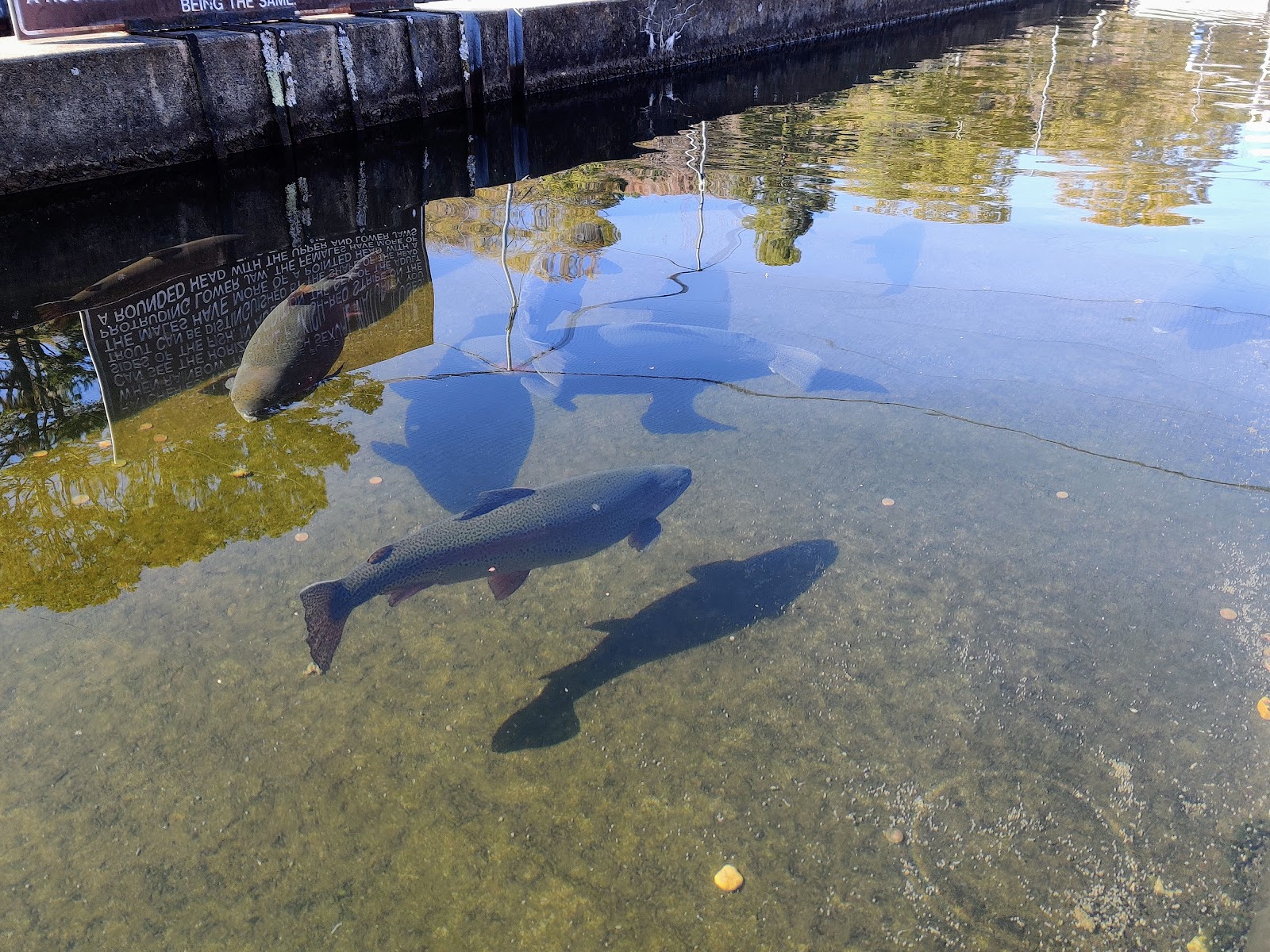 Greers Ferry National Fish Hatchery