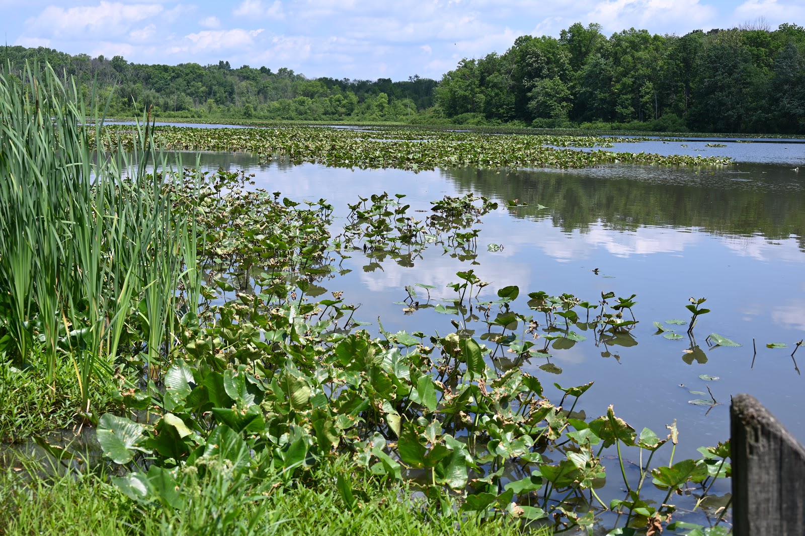 Lake Towhee Park