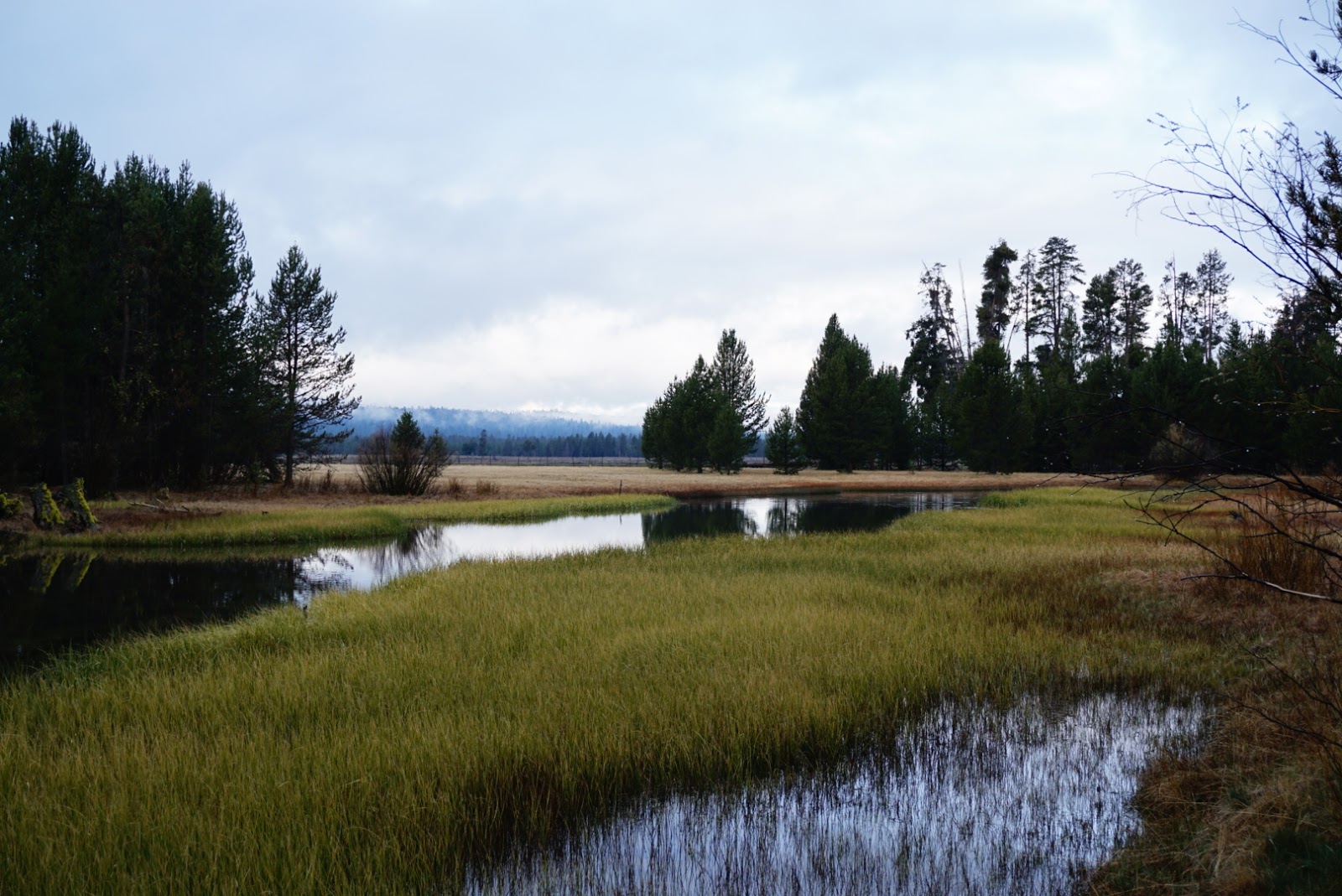 Head Of The River Forest Camp