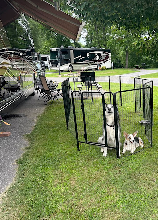 Buddy Bear In The Smokies Campground