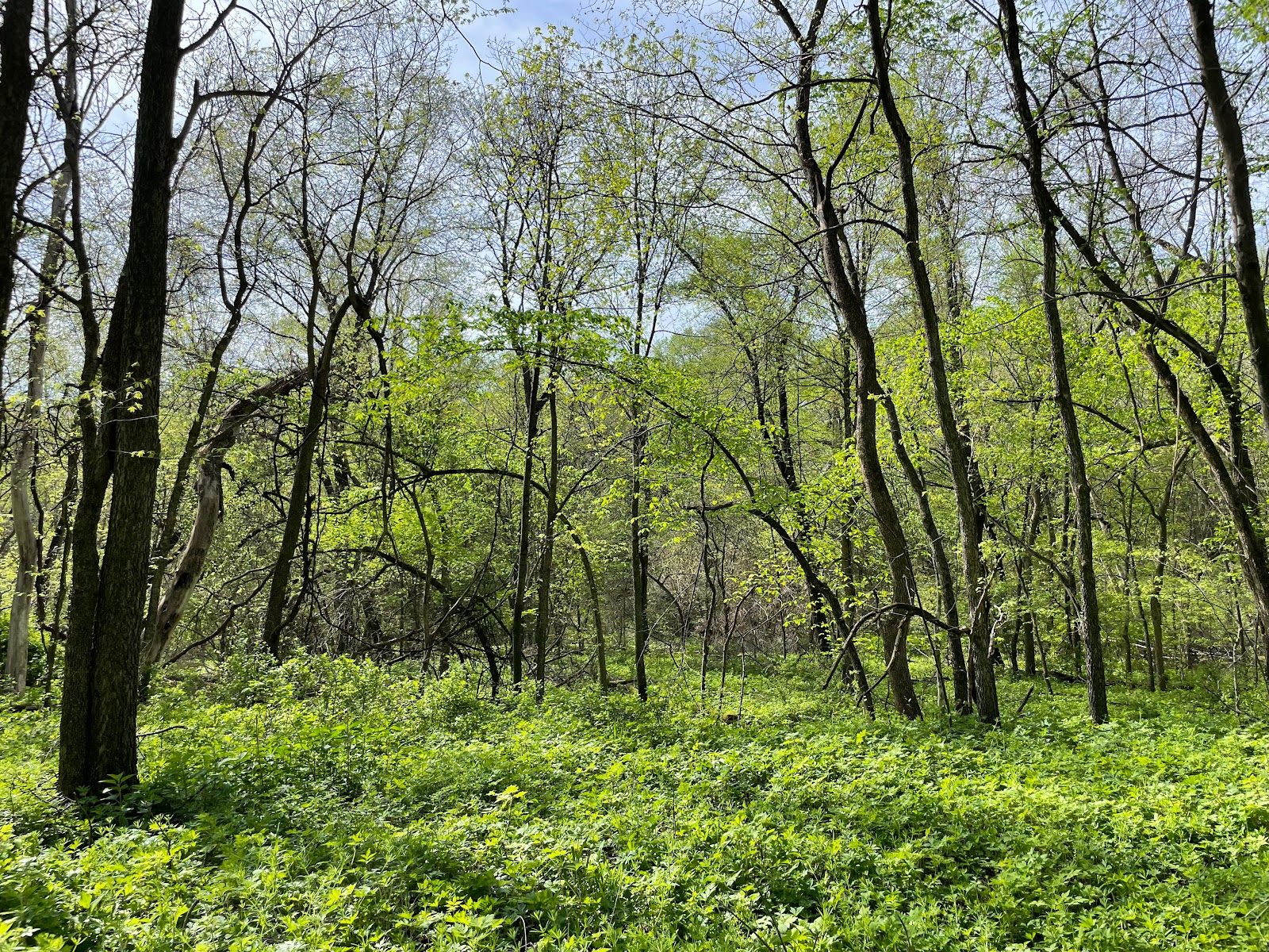 Dickson Timber County Park