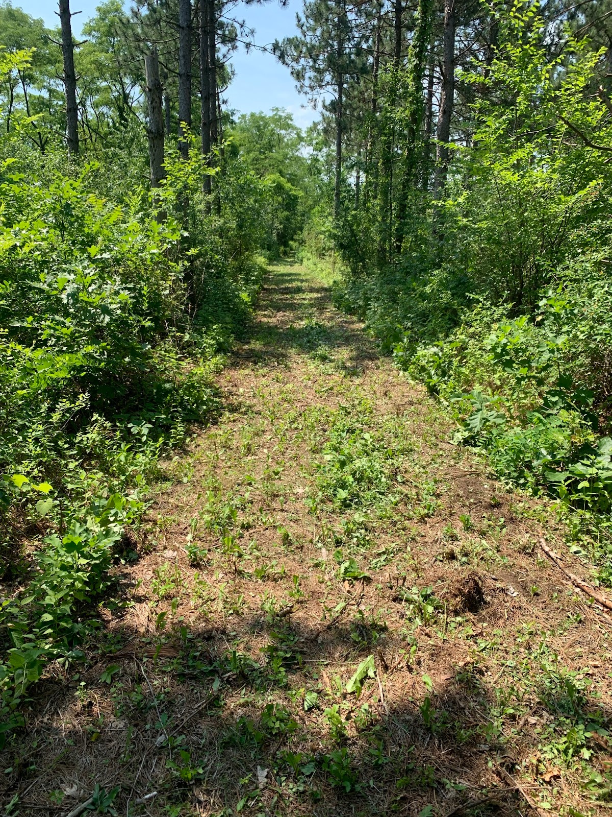 Holden Silver Birch County Park