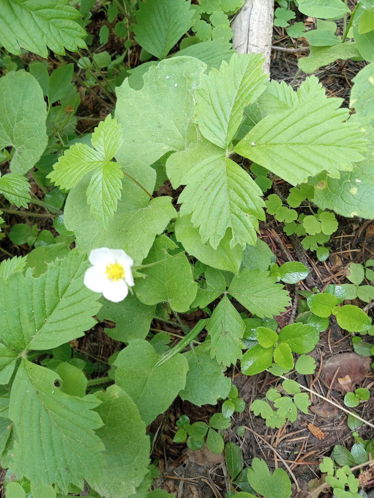 Alder Thicket Campground