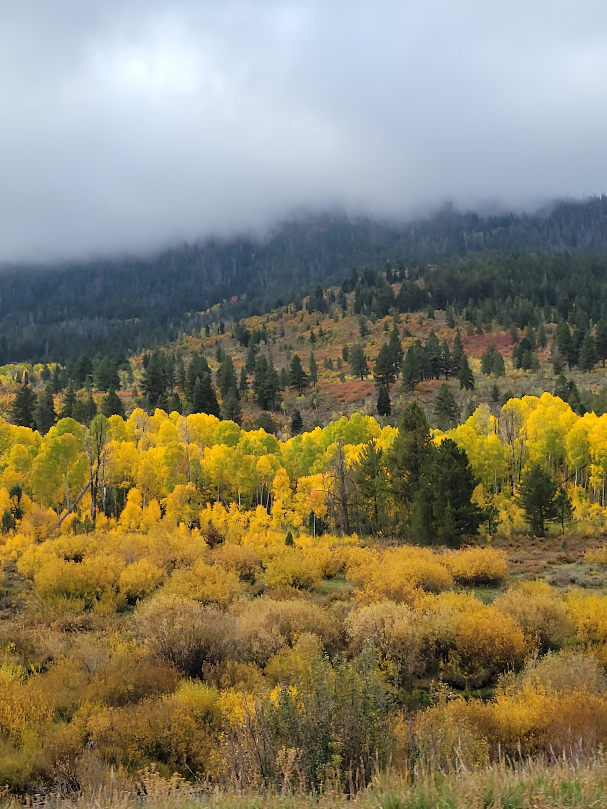 Yellow Pine Campground