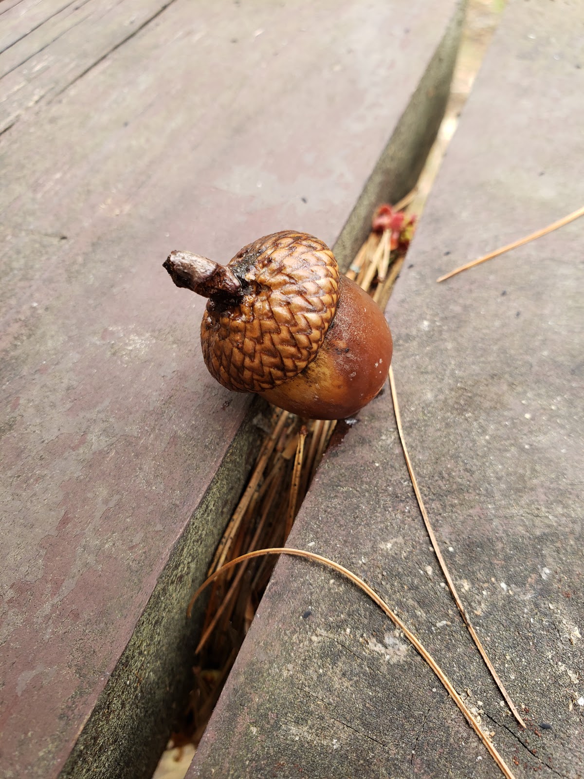 Little Bass Lake NF Campground