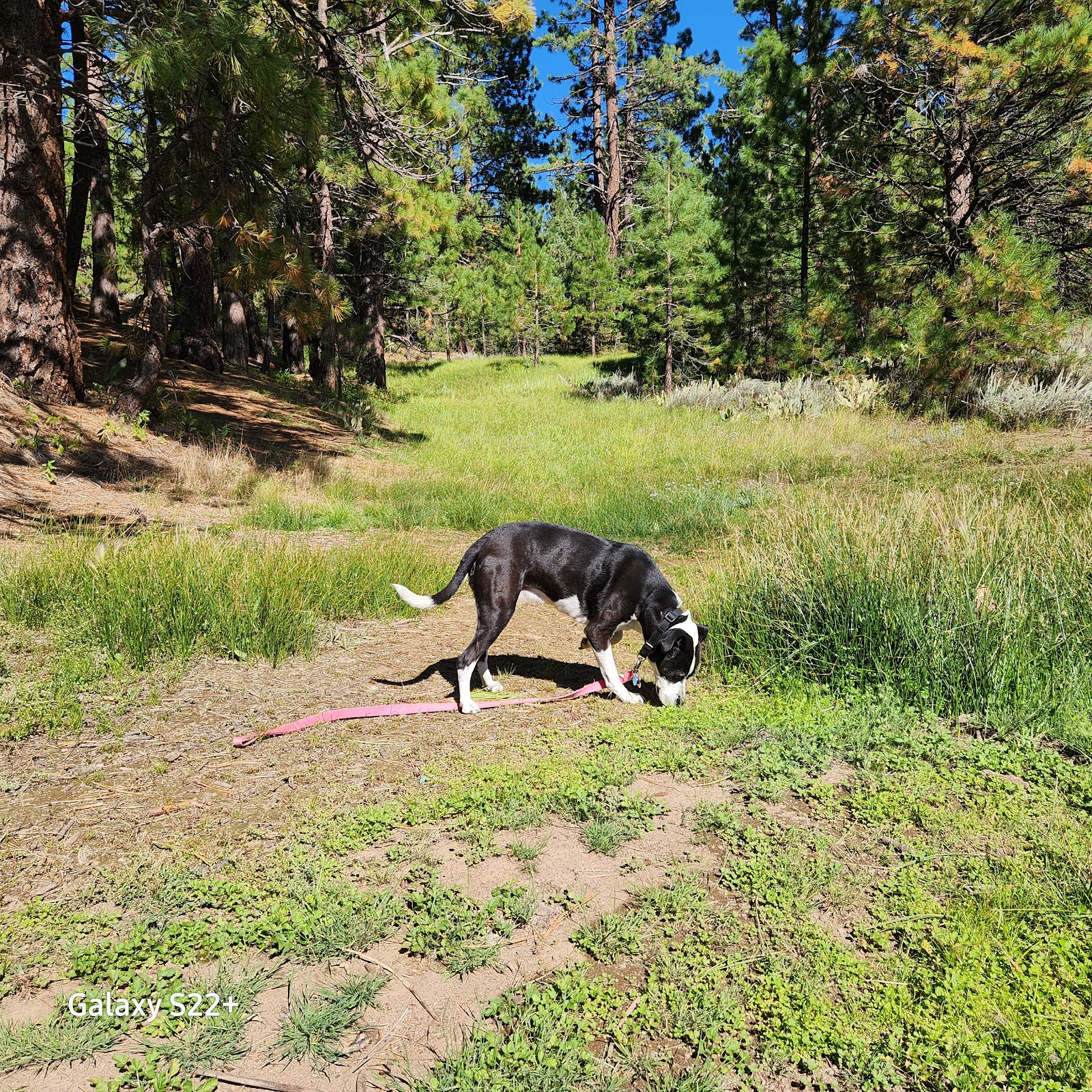 Grasshopper Flat Campground