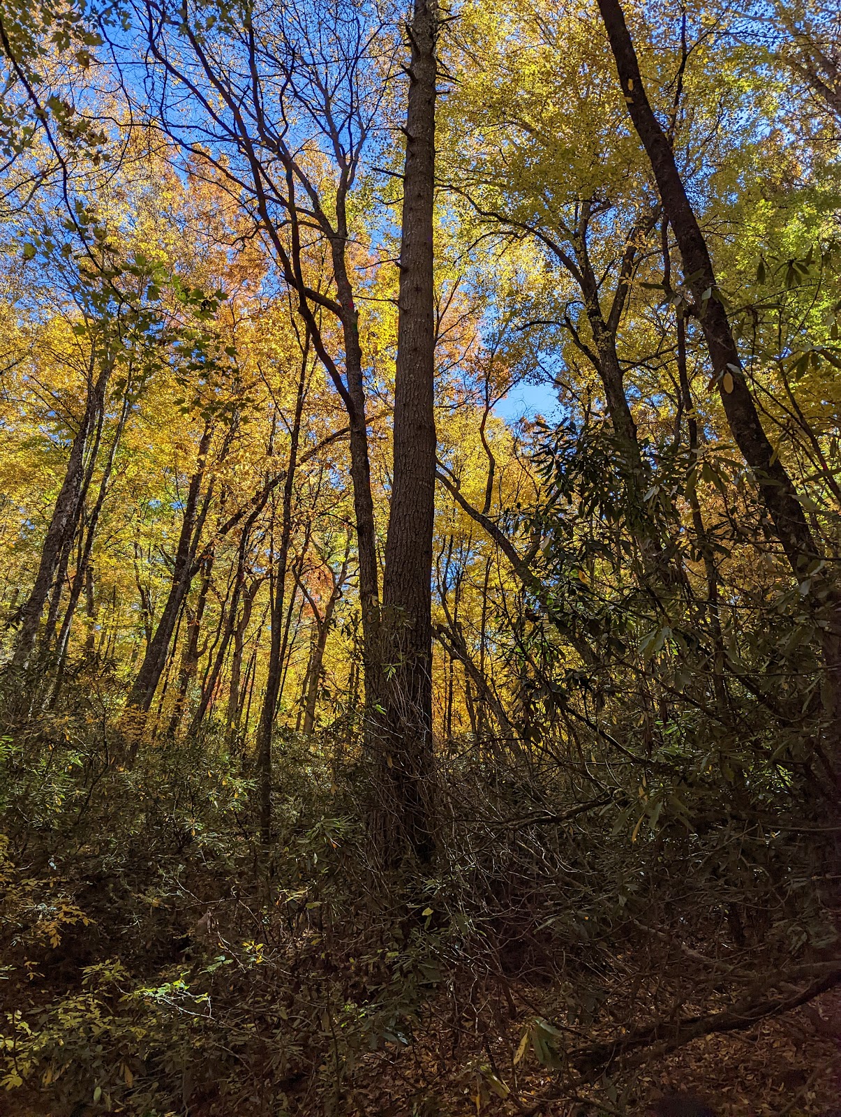 Linville Falls Trailer Lodge and Campground