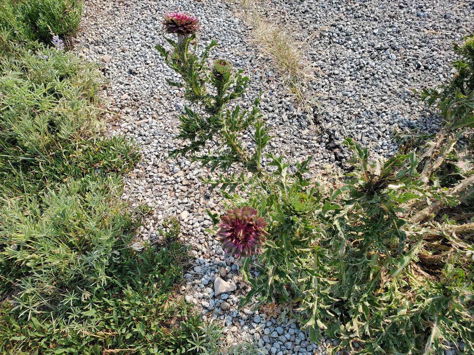 Strawberry Bay Campground