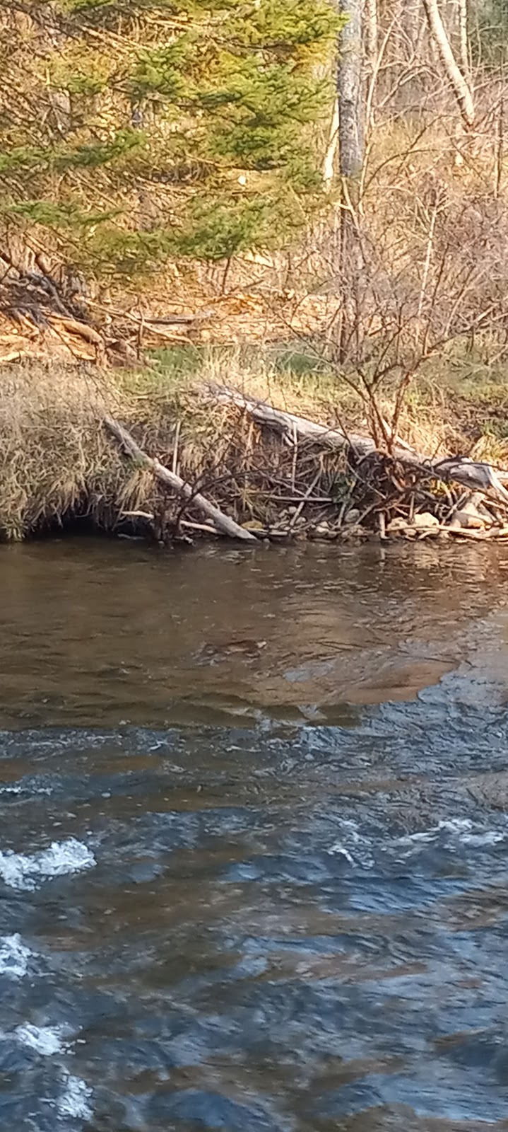 Haakwood SF Campground