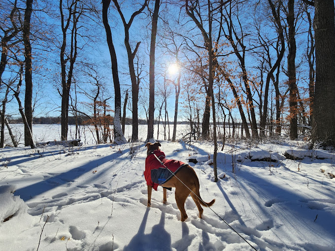 White Fox - Myre-Big Island State Park