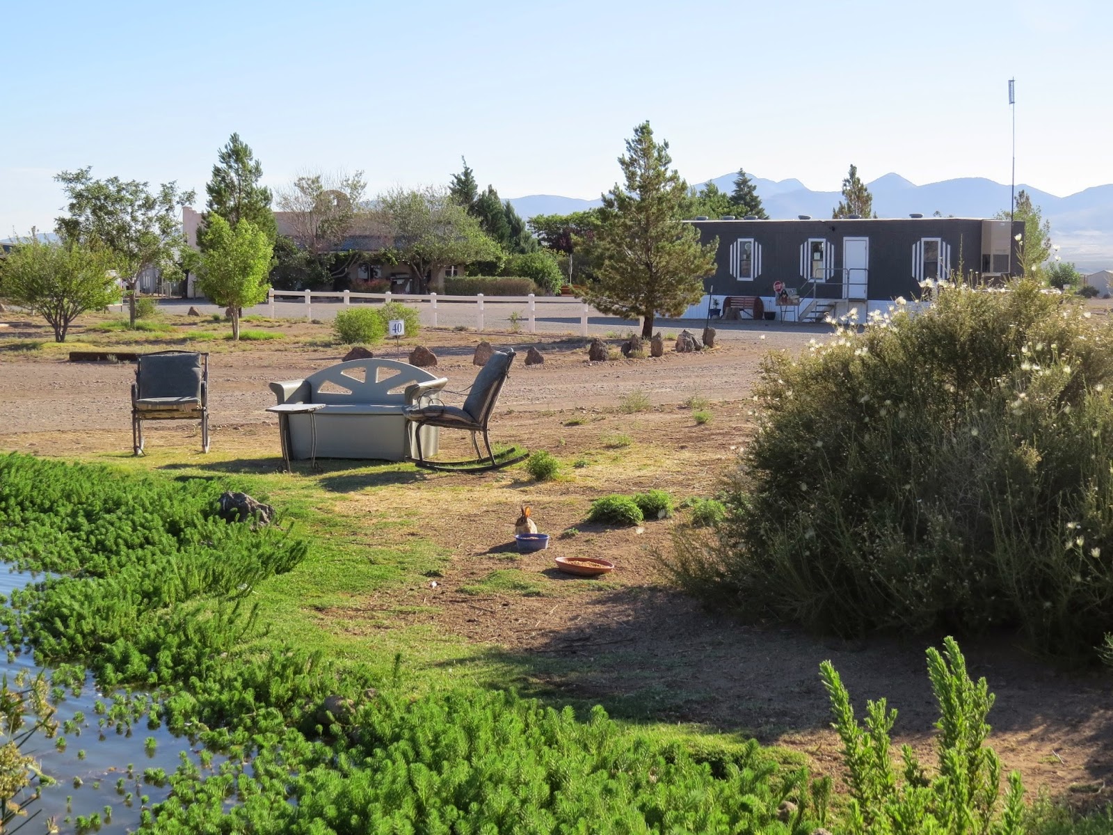 Caballos de las Estrellas
