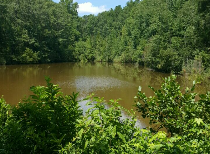 Tuskegee National Forest