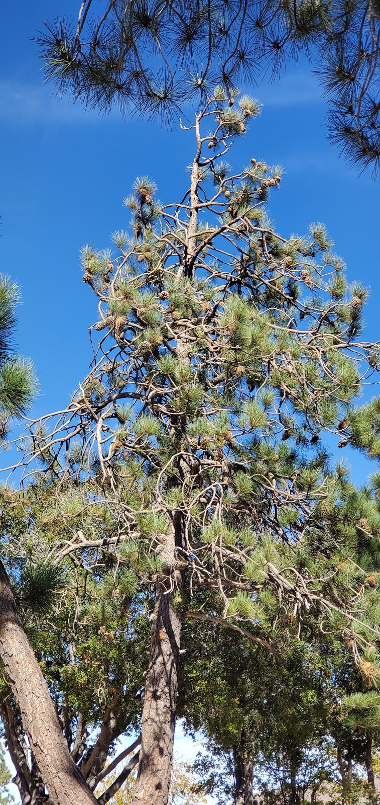 Tent Peg Group Campground