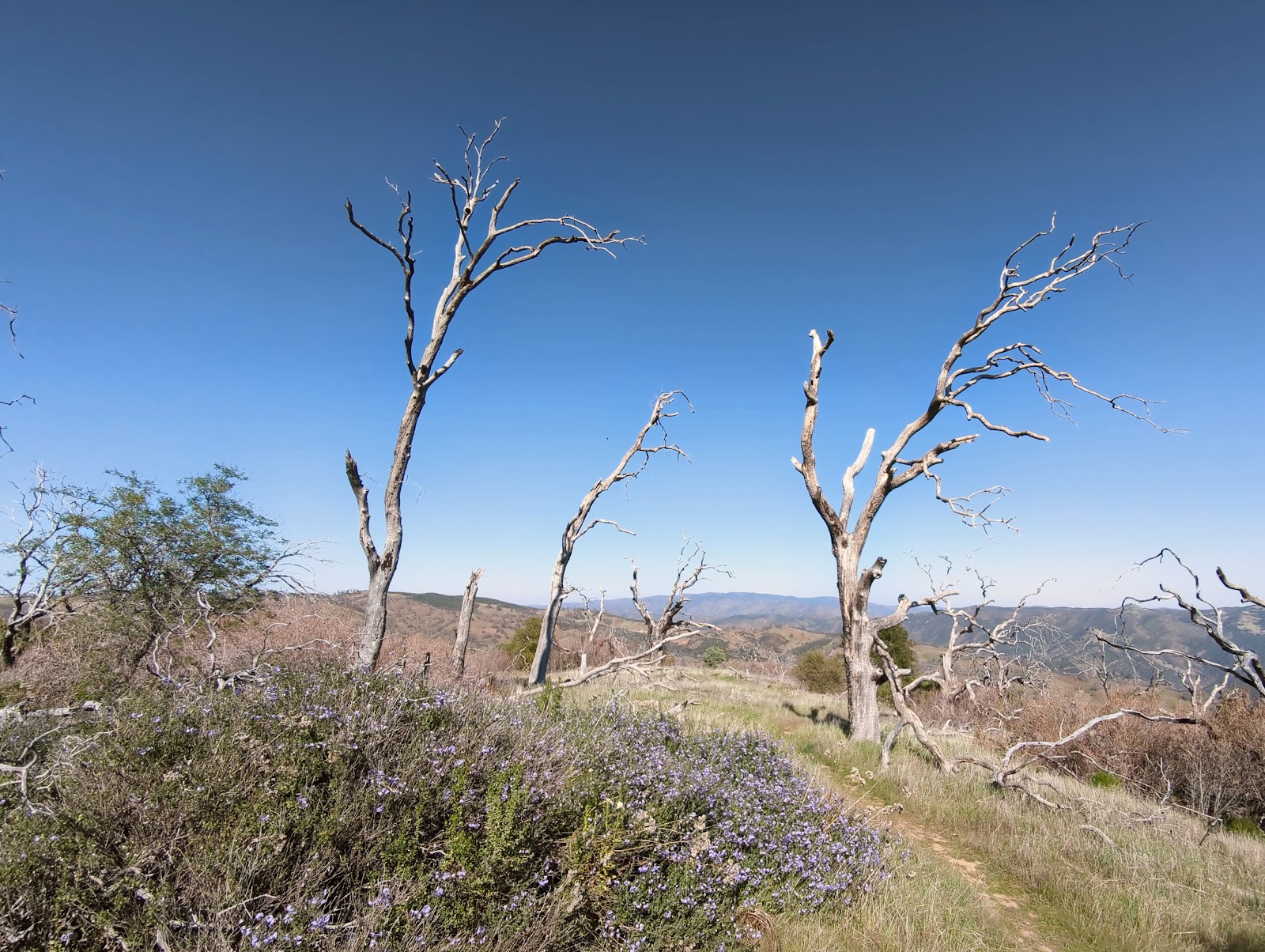 Henry W. Coe State Park
