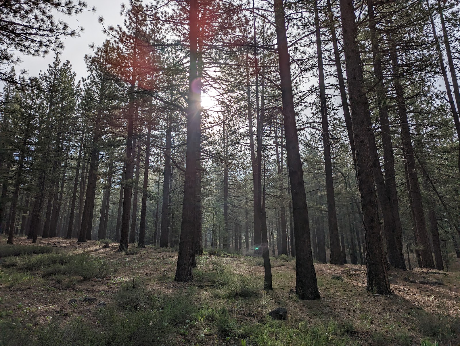 Boca Springs Campground