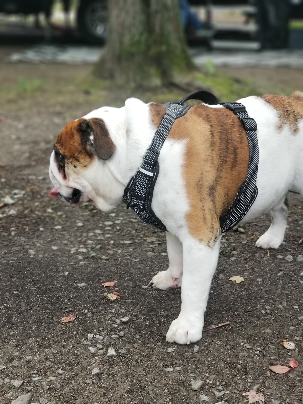 Pine Ridge RV Resort and Campground