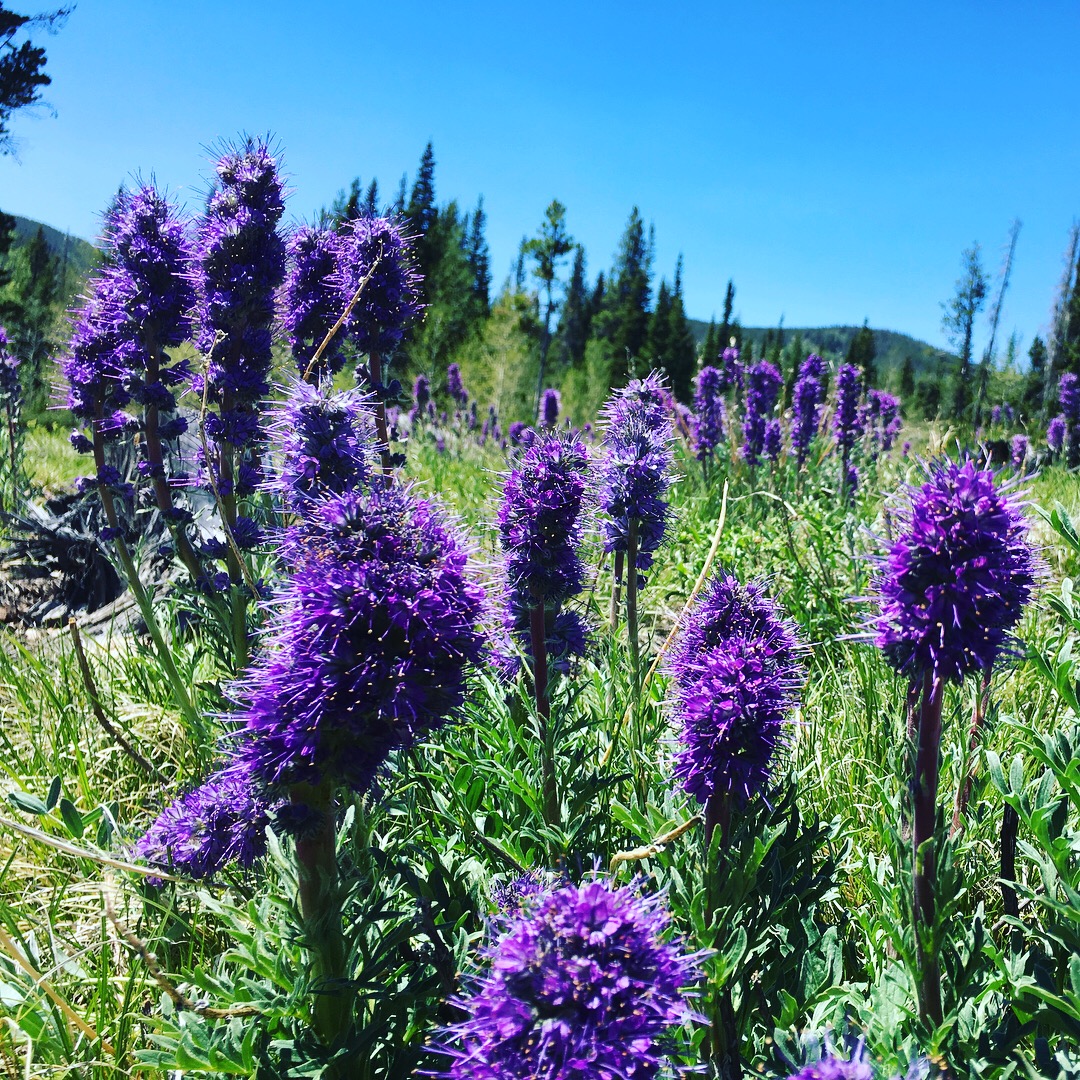 Libby Creek Aspen Campground
