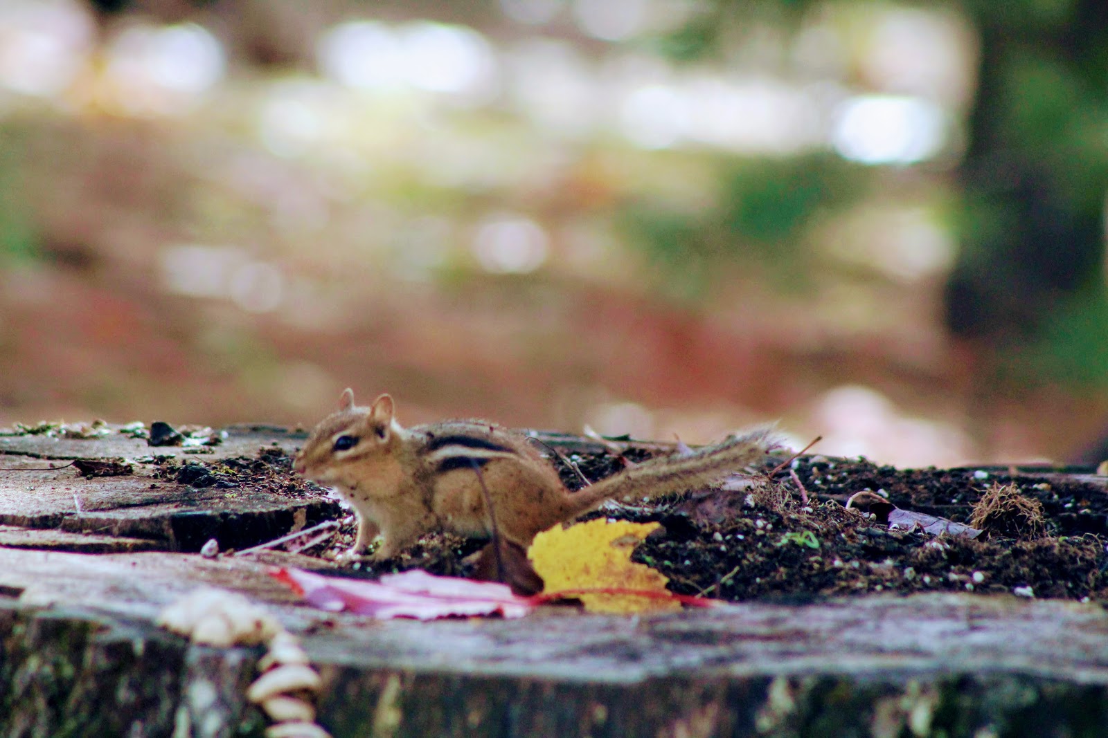 South Manistique Lake