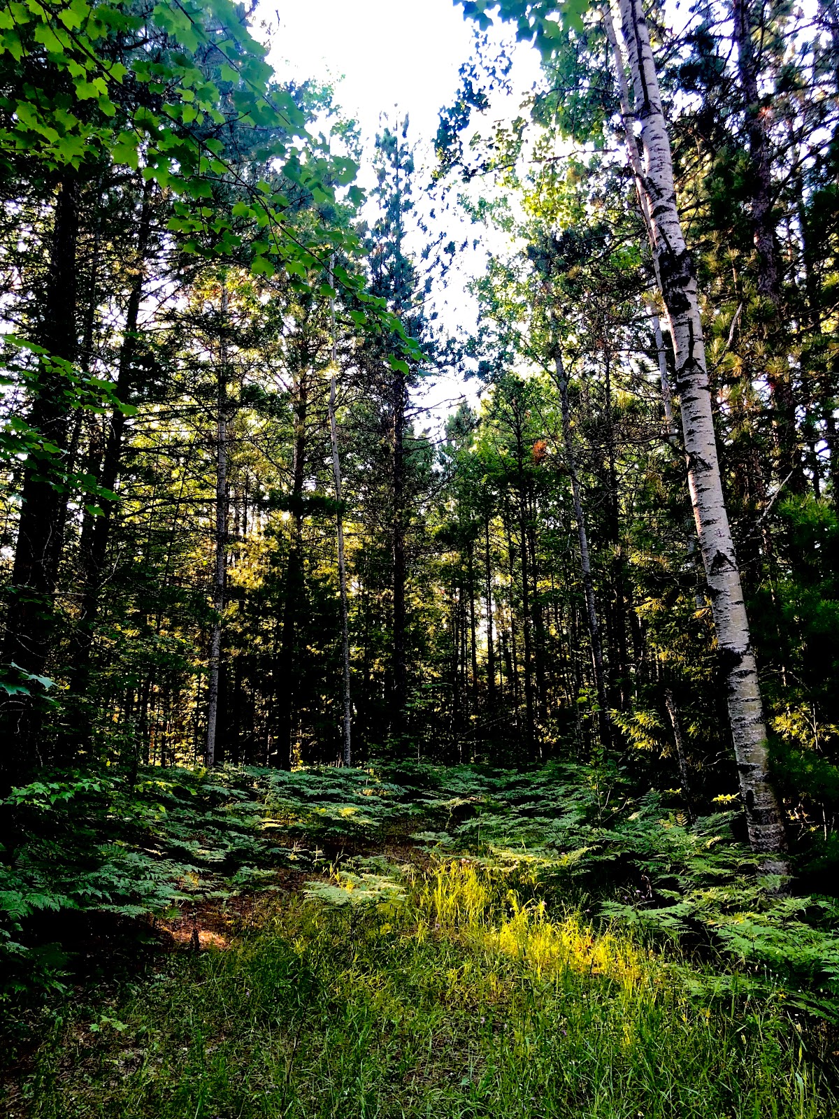 Island Lake NF Campground