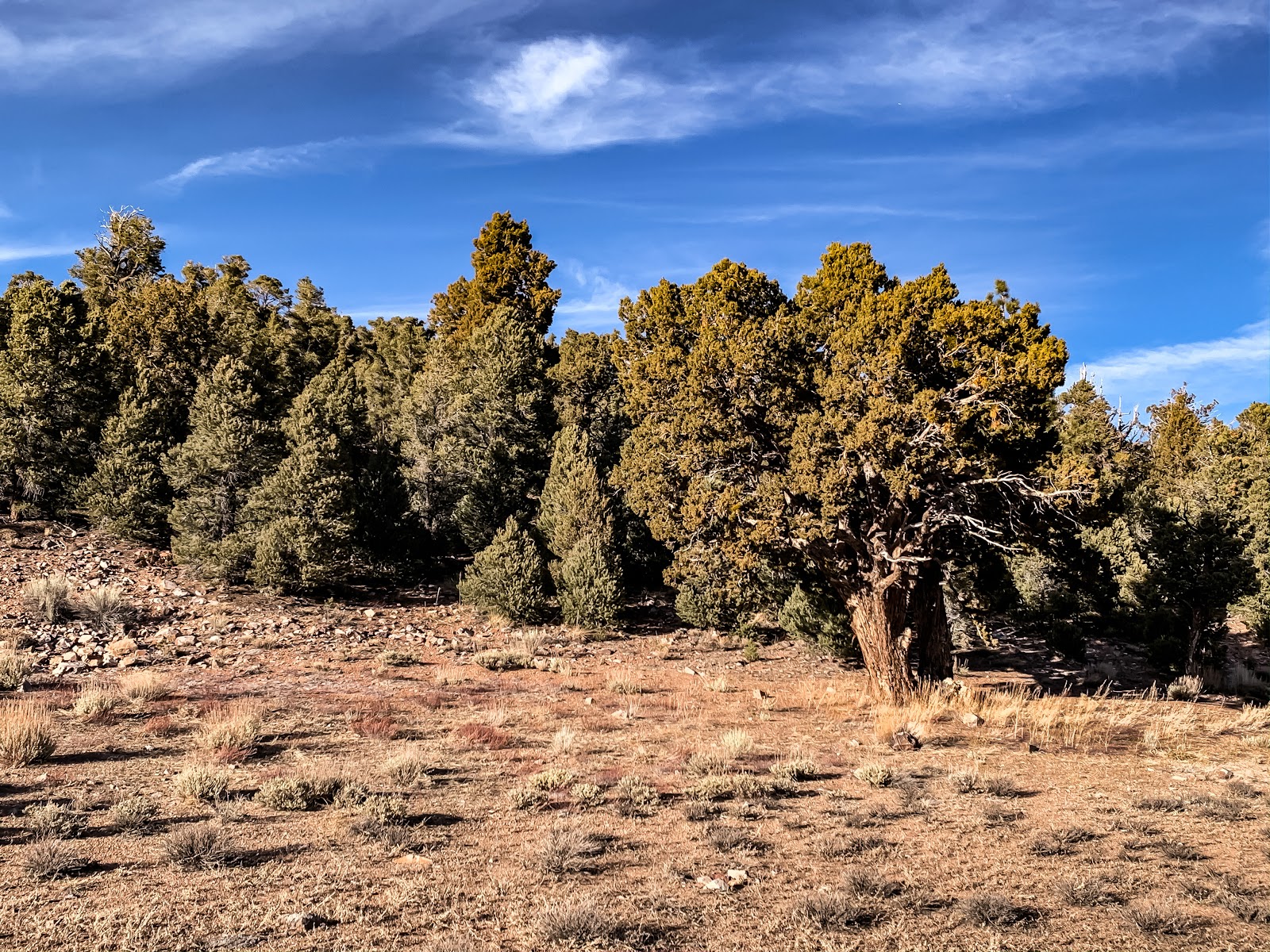 Juniper Springs Group Camp