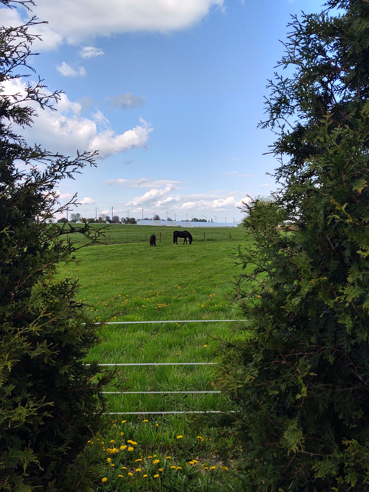 Florys Cottages and Camping