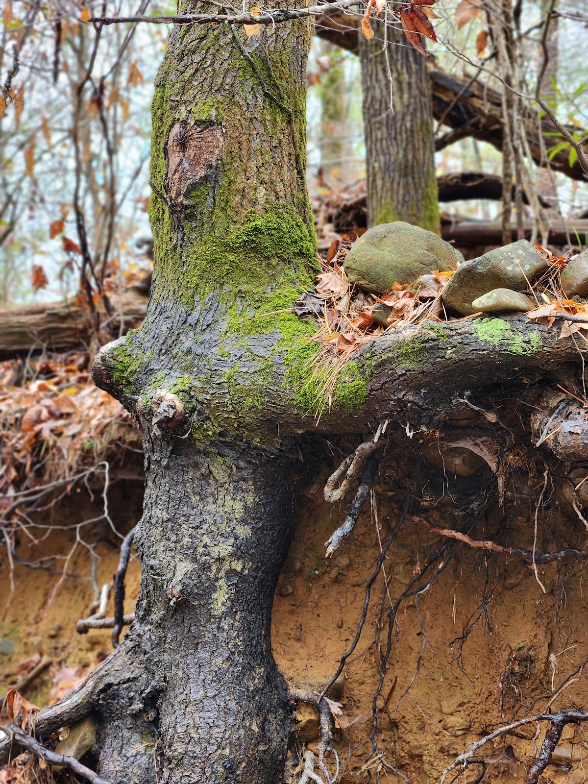 Fourche LaFave River