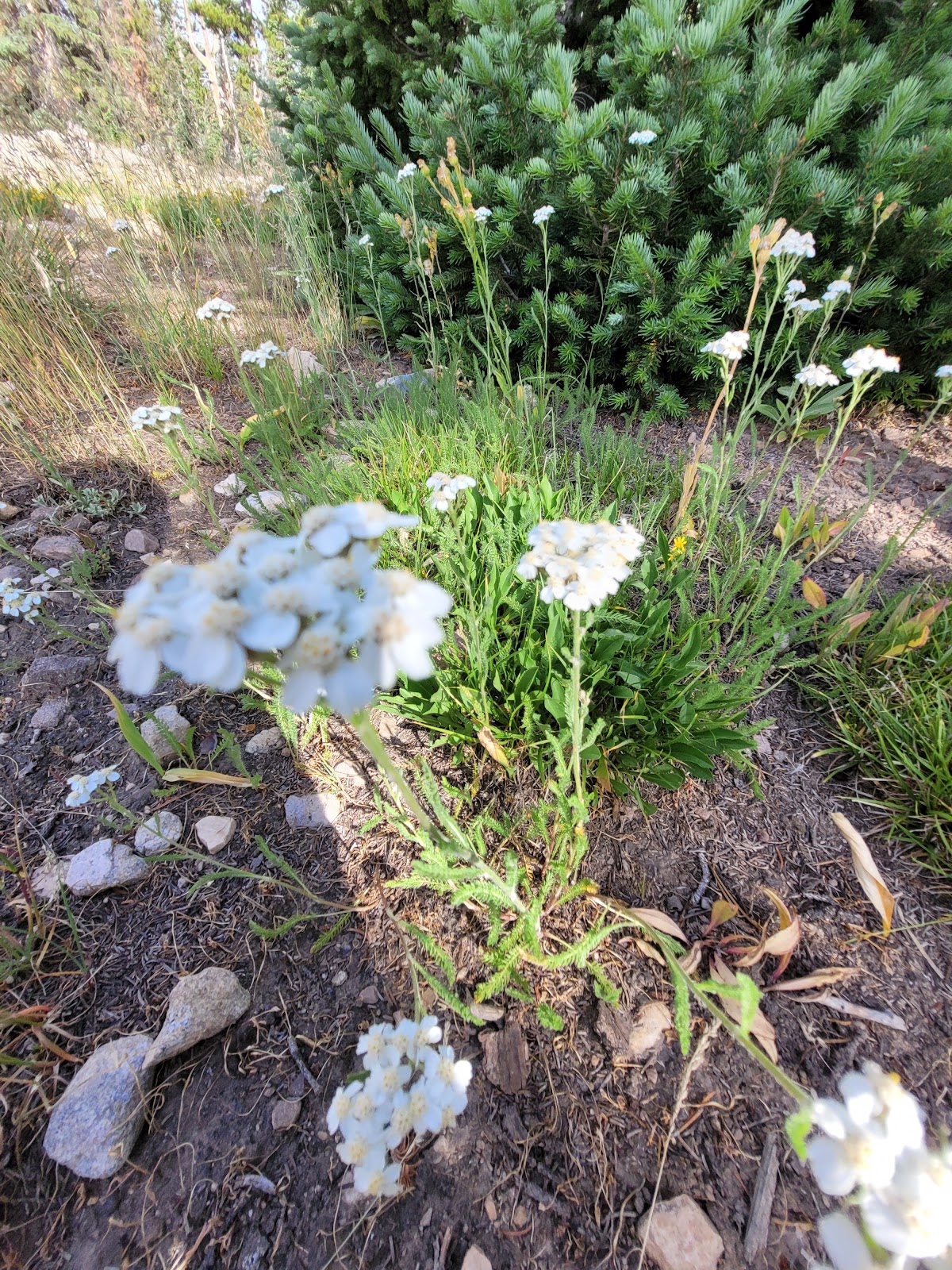 Butterfly Campground