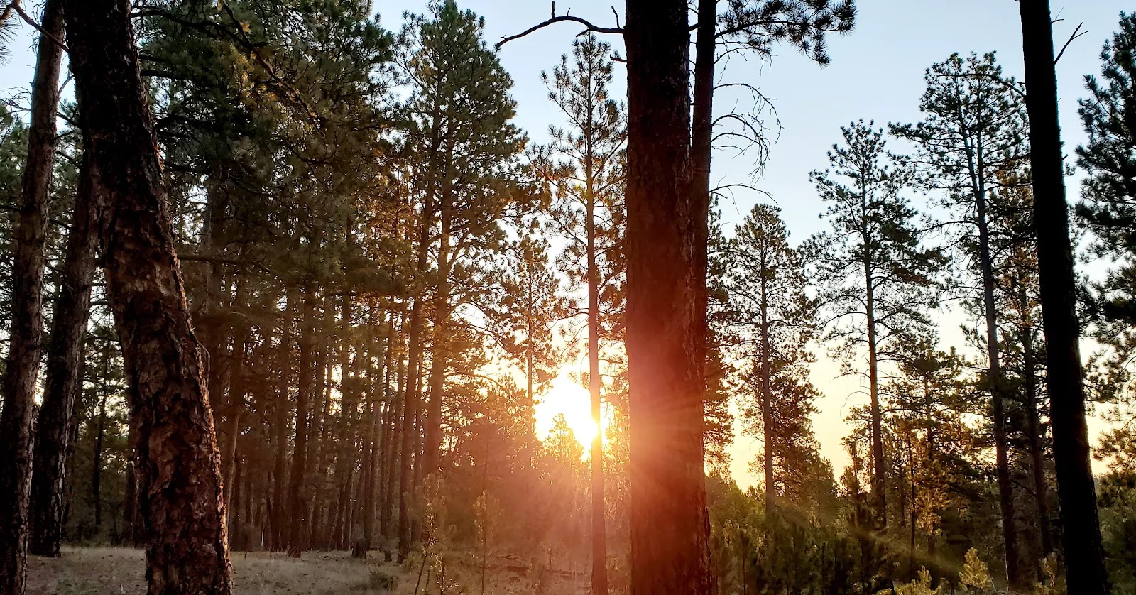 Bearlodge Campground