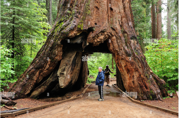 Big Trees Mobile Park