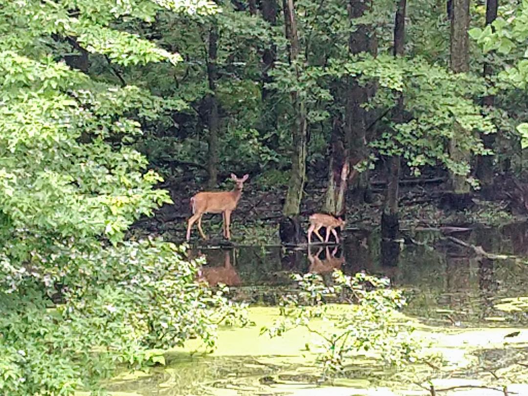 Welcome Woods Campground