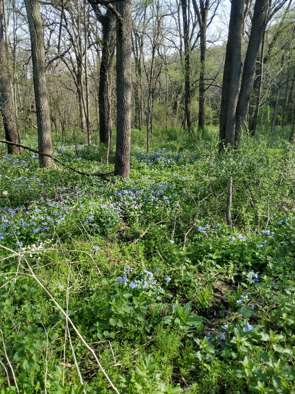 Carley State Park Campground