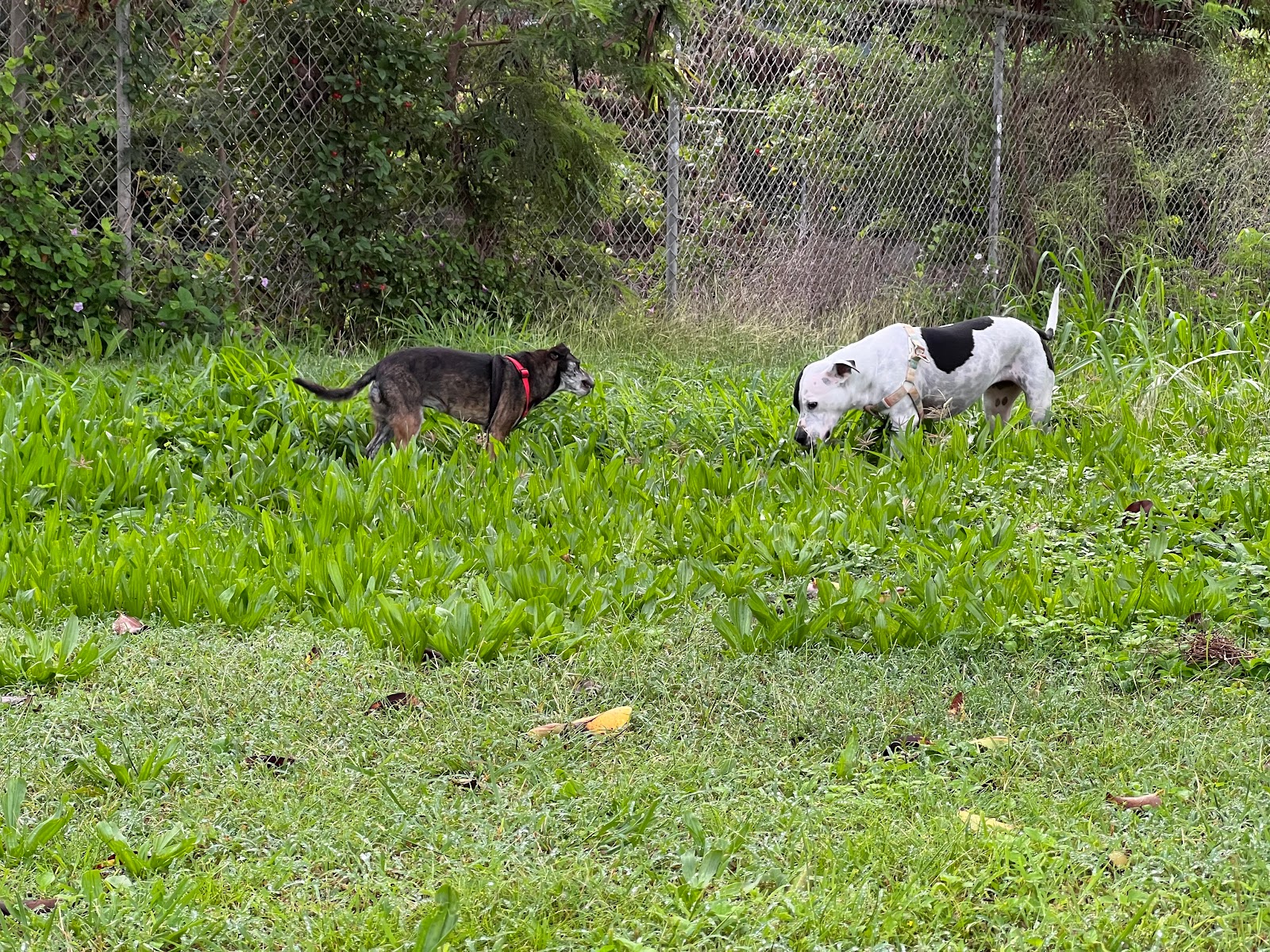 Wilson Community Park