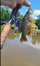 Cabot Community Pond & Walking Track