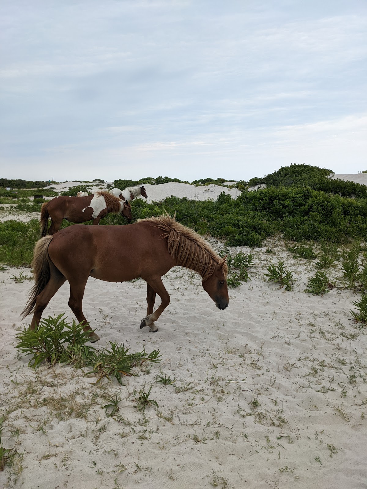 Oceanside - Assateague Island National Seashore