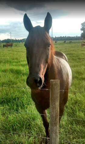 Bullocks Landing 55+ RV Park & Storage Facility