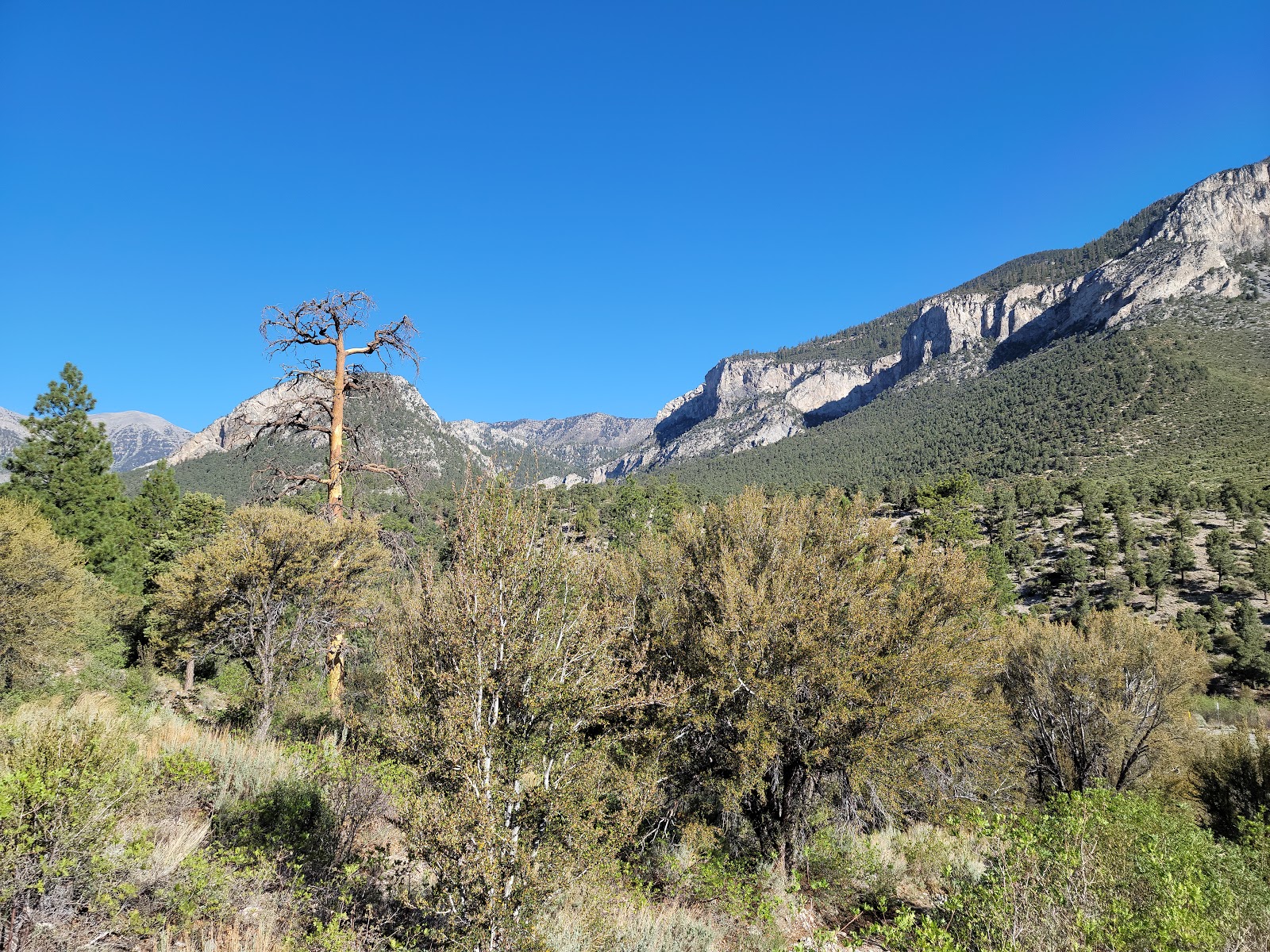 Kyle Canyon Picnic Area