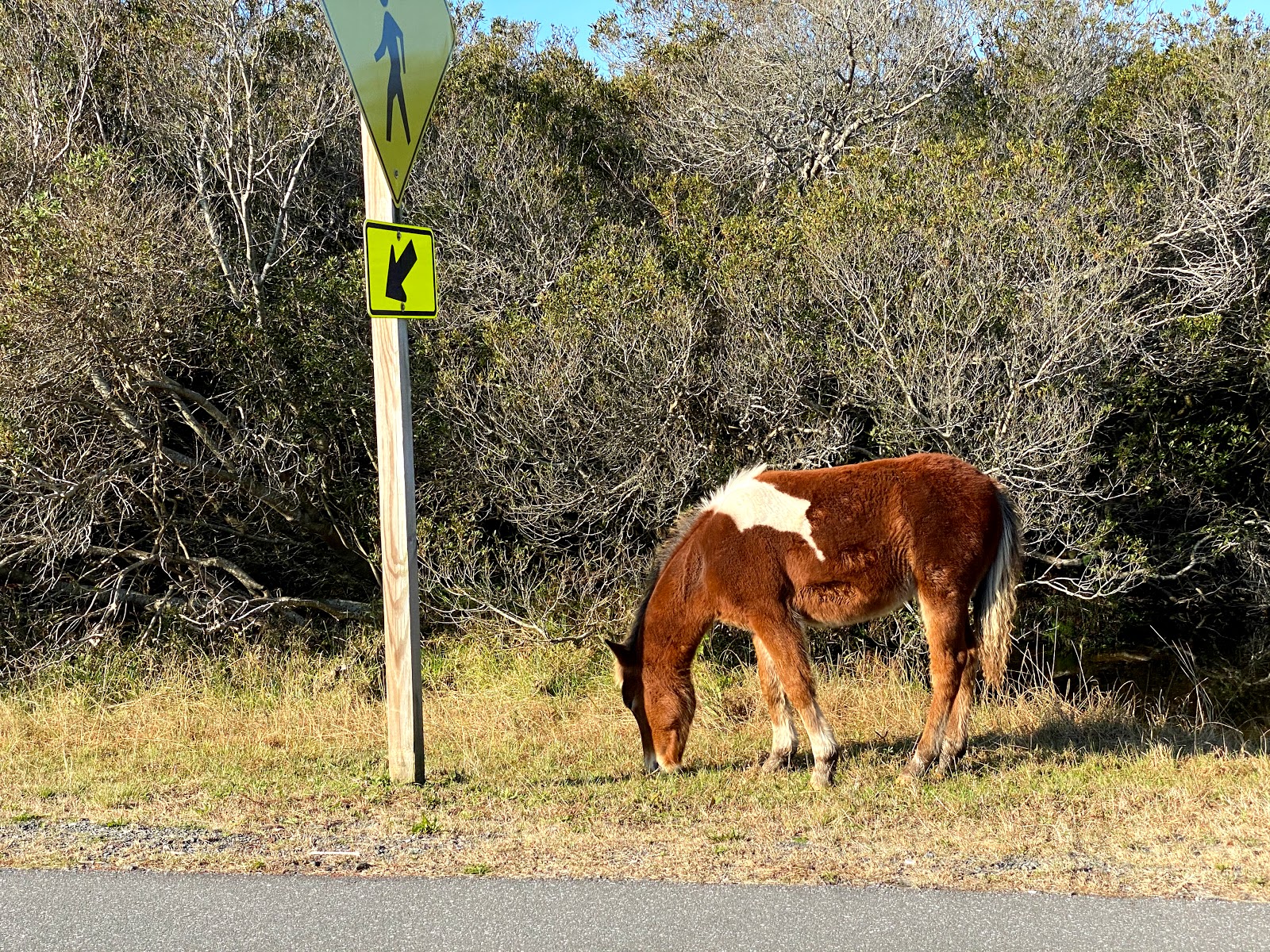 Oceanside - Assateague Island National Seashore