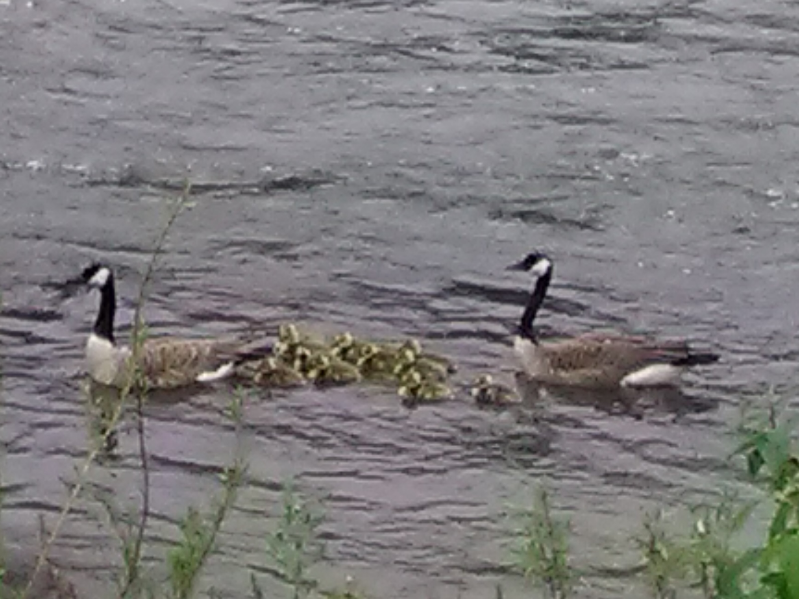 Riverfront Trailer Park